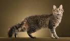 LaPerm Cat Breed Information - Vetstreet
