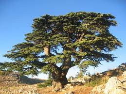 Maybe you would like to learn more about one of these? Image Of Cedrus Libani Cedar Of Lebanon Lebanon Cedar Lebanon Tree Cedar Trees