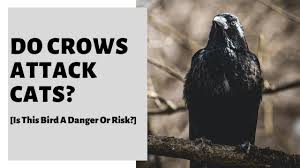 We did not find results for: Do Crows Attack Cats Is This Bird A Danger Or Risk