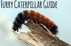 Almost all caterpillars, furry or not, eat leaves (the few species that eat holes in your sweaters are the exception to this rule). Furry Caterpillars An Identification Guide Owlcation
