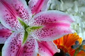 Check spelling or type a new query. Valentine S Day Flower Selections Inventing Events And Experiences