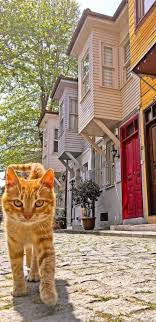 birresimkaydet saveanimage barissenduran resim kaydet save image picture beautiful nice guzel harika wonderful photo view kedi hayvanlar resim