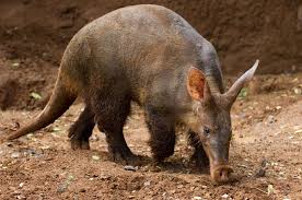 27 Animals That Eat Ants - Natural Ant Predators With Pictures - The Pest  Informer