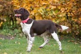 Image result for Malý münsterlandský ohař