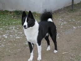 Image result for karelský medvědí pes