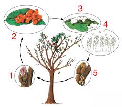 Tipps Gegen Die Krauselkrankheit Pfirsichbaum Schadlinge Im Garten Und Pflanzen