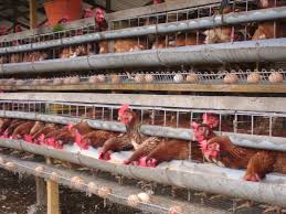 Nilu, flock, sprain, fur in english, chicken's feces. Reban Ayam Bahasa English