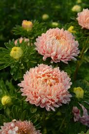 Image result for Aster