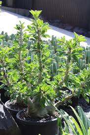 Image result for Pachycarpus firmus