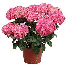 We did not find results for: Sylvain Cleroux Easter Hydrangea 6 In Pot Pink Or Blue 430 000 Rona