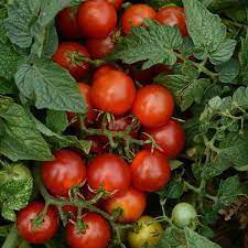 Most cherry tomato plants are bushes and are meant to trail along the ground in nature (hence the supports). Little Bing Cherry Tomato Nana S Bloomers