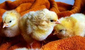 Find out the best way to bathe your kitten. Cleaning Your Chicks Belton Feed Supply And Temple Feed Supply Belton Tx Temple Tx