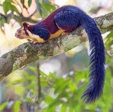 Indian Giant Squirrel Aka Malabar Giant Squirrel Rodent From The Treetops Of The Forests Of India Nick In 2020 Indian Giant Squirrel Giant Squirrel Animal Planet