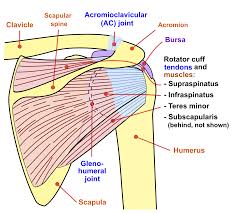 We can also call this adduction of the scapulae. protraction is the pulling forward of the shoulder joint. File Shoulder Joint Back En Svg Wikimedia Commons