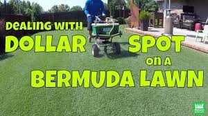 During the winter it lies dormant in the soil and thatch layer. Treating Dollar Spot On A Bermuda Lawn Youtube