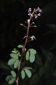 Image result for Grona adscendens