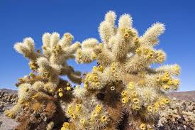 This cactus will break off and launch itself at your face if you get too close. 10 Coolest Cacti On Earth