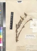 Image result for Spermacoce subvulgata