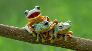 63,286 free cute pictures to download. Cute Frog Wallpaper Wallpaper Sun