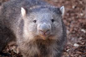 Image result for Common wombat