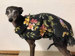 Pin On Italian Greyhound Clothing