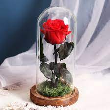 Di bawah ini koleksi gambar mawar berduri yang bisa anda simpan di hp maupun laptop. Ewige Blumen Erhalten Rosen In Glas Abdeckung Mit Nacht Licht Hochzeit Party Dekoration Mutter Der Tag Valentinstag Geschenk Artificial Dried Flowers Aliexpress