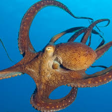 Image result for Octolepis