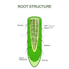 Root Structure Plant Anatomy Stock Illustration Root Structure Epidermis Cell