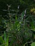 Image result for Plectranthus swynnertonii