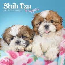 Beautiful lovely shih tzu dog. Shih Tzu Puppies 2021 7 X 7 Inch Monthly Mini Wall Calendar Animal Small Dog Breed Puppy Browntrout Publishers Inc Browntrout Publishers Editing Team Browntrout Publishers Design Team Browntrout Publishers Design Team
