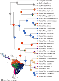 Image result for Hetaeria heterosepala