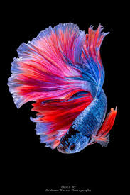 Female betta siamese fighting fighter fish splendens tropical aquarium tank. Breath Taking Betta Siamese Fighting Fish Betta Fish Beautiful Sea Creatures