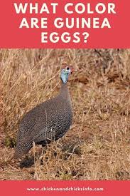 To increase egg production, switch them to a higher protein feed formulated for turkeys and wild fowl. What Color Are Guinea Eggs How To Identify A Guinea Fowl Egg Chicken Chicks Info