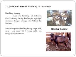 Cheap flight tickets at lowest rates. Pembibitan Ternak Kambing Ppt Download