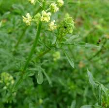 Image result for Resedaceae