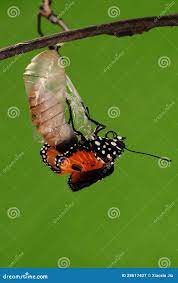 The Process of Eclosion(6/13 ) the Butterfly Try To Drill Out of Cocoon  Shell, from Pupa Turn into Butterfly Stock Image - Image of male, harmony:  28617427