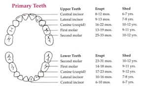 Tooth Eruption Paramus Nj Kreiner Dental