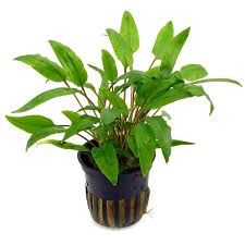 While others such as c. Cryptocoryne Crispatula Var Balansae Pot Aquasabi Aquascaping Shop