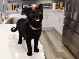 Real Estate Marketing Reviews Favorite Picture Of My Boy Oreo Happy Halloween Cute Animals Cute Cows Cat Crying