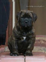 Black Boerboel Puppies For Sale Near Me Boerboel Puppy South African Mastiff Mastiff Dogs Beautiful Dogs