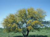 Yellow flowering trees in texas. Identity Of Flowering Yellow Trees In Austin Npin