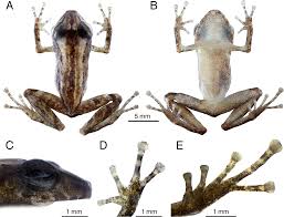 Image result for Pristimantis bambu