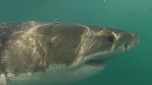 New horizons) is a fish that can be found in the sea from june through september from 4 pm to 9 am. Where Are Cape Town S Great White Sharks Bbc News