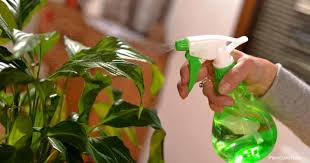 Foliar Feeding What Is It When And How To Foliar Feed
