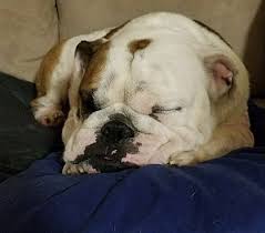Contact information of bca representatives in each state. Houston Tx English Bulldog Meet Rocky A Pet For Adoption