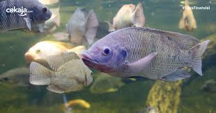 Bingung memilih ikan hias air tawar apa yang cocok untuk kolam ikan di rumahmu? Cara Budidaya Ternak Ikan Mujair Paling Lengkap Dan Mudah