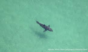If you've caught any of the numerous educational programs airing during shark week, you'll know that tagging these fearsome fish with gps trackers is a global shark tracker isn't the flashiest app in terms of design, but it offers a unique experience you won't find elsewhere. White Shark Tracking App Awsc