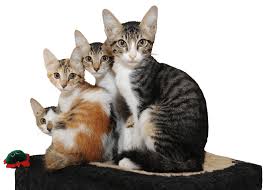Pet care services are provided in the homes of humans and specially crafted for awesome pet experiences. Home Abu Dhabi Falcon Hospital