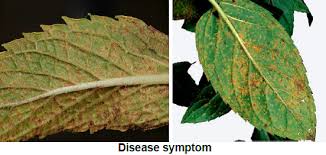 Powdery mildew is a fungal disease. Mint Diseases Vikaspedia