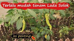 Hendak menanam cili untuk kawasan yang luas dan bilangan pokok yang banyak perlu kuat semangat. Pakcik Kebun Kongsi Tips Cara Tanam Lada Solok Atas Tanah Campuran Macam Tanah Kat Kampung Youtube